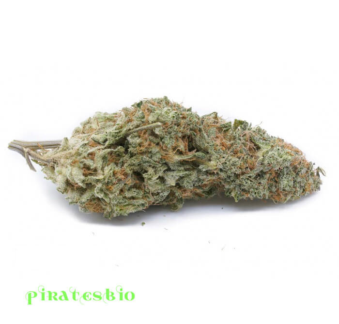 Bubble_Gum-02-piratesbio-b