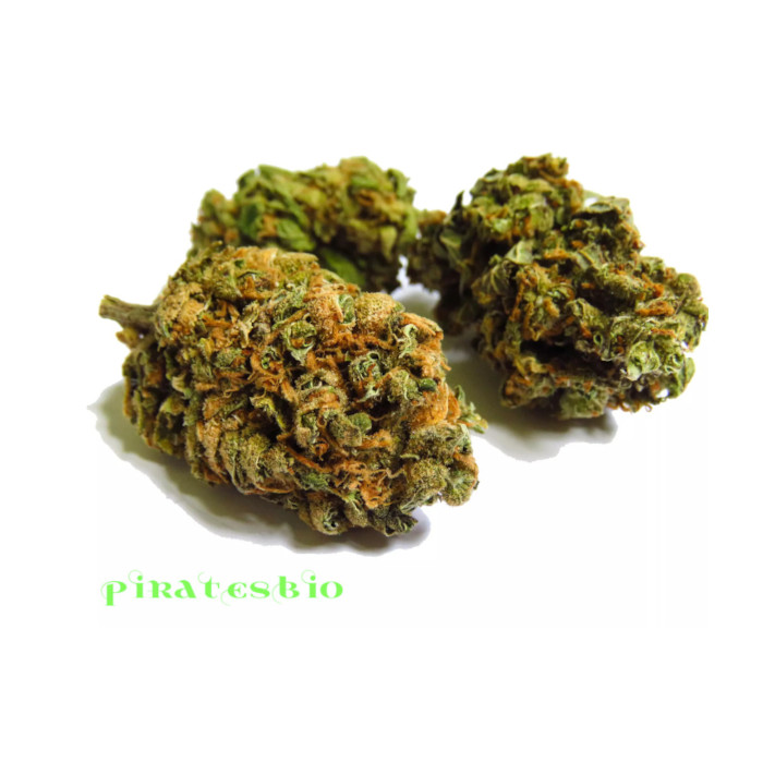 orange-bud-cbg-cbd-cannabis-piratesbio-3