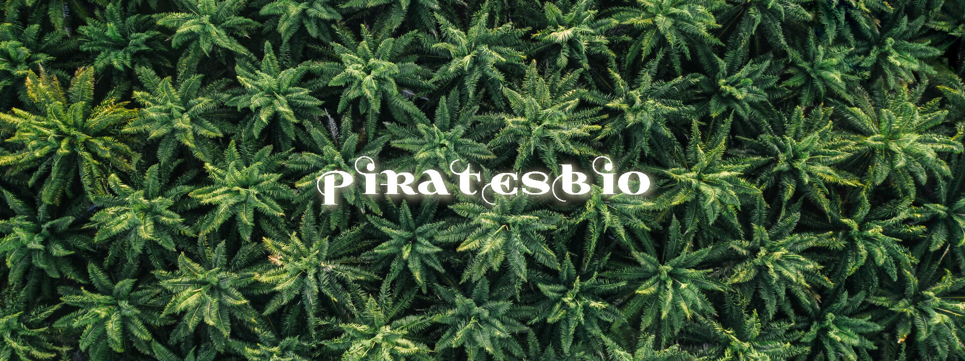 Piratesbio-champs-cannabis-cbd-banniere